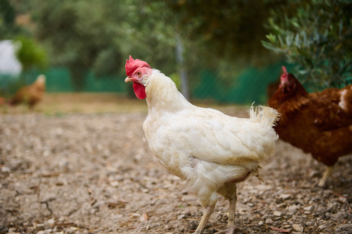 祖代鸡、父母代鸡、商品代鸡区别与管理方式详解