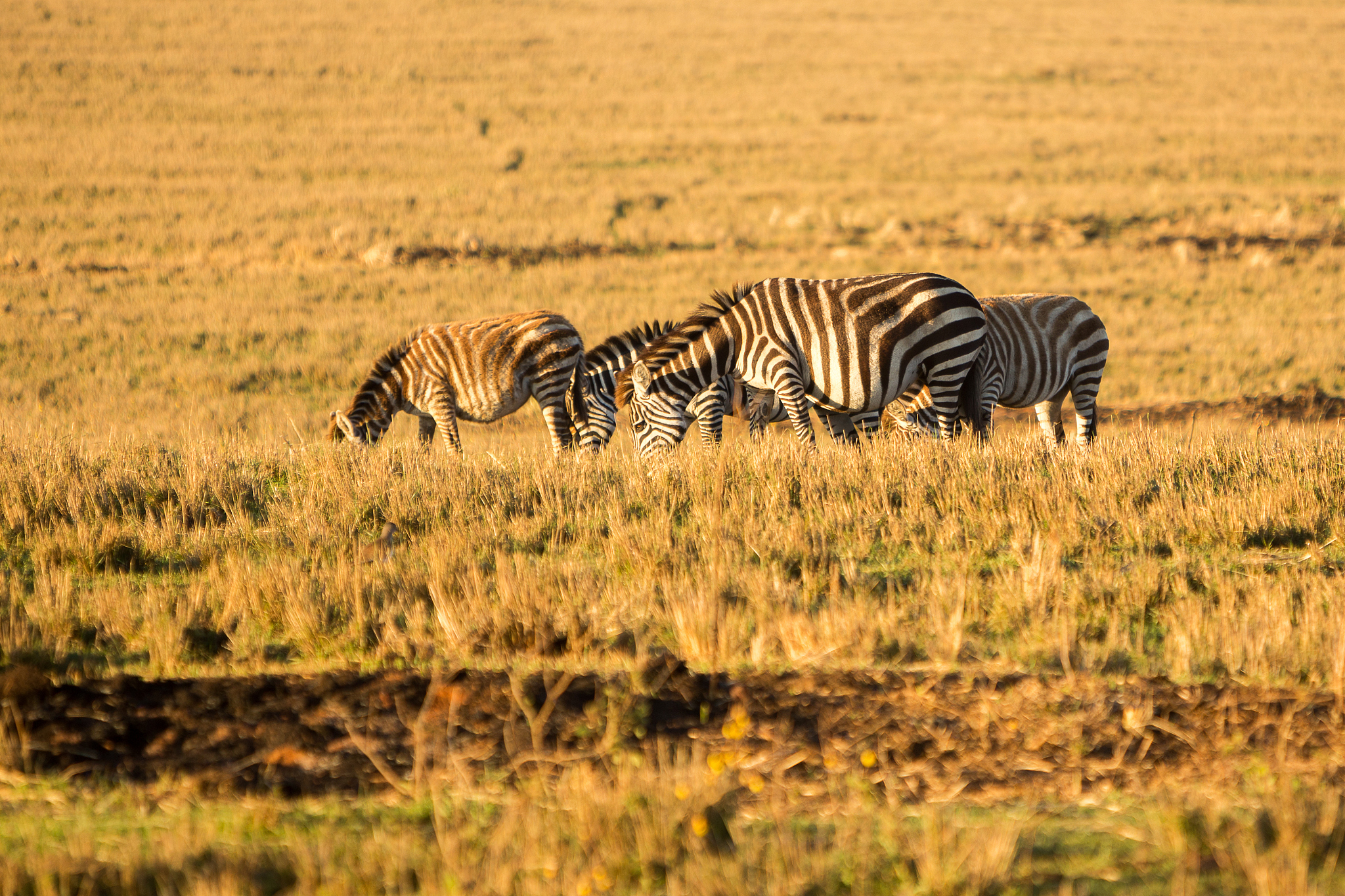 zebra