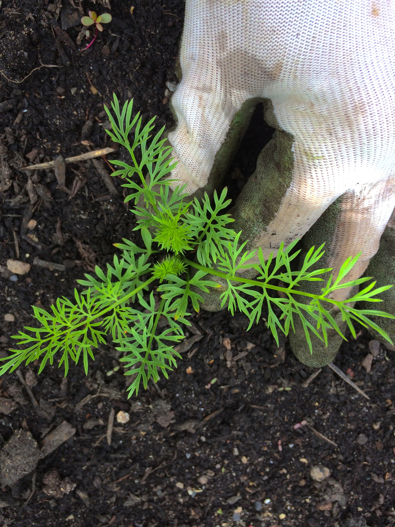 蓬莱松施肥指南：硫酸亚铁可以用吗？