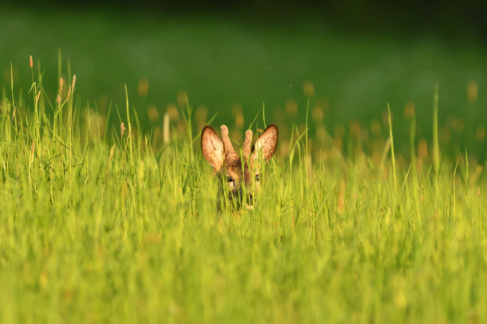 崩溃大陆鹿角草坪椅在哪个工作台