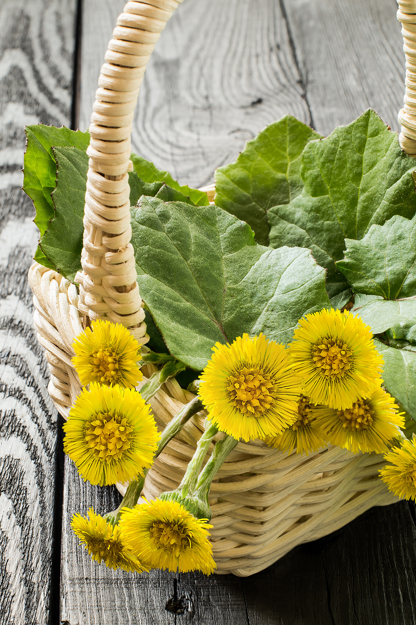 研究草麻黄论文摘要