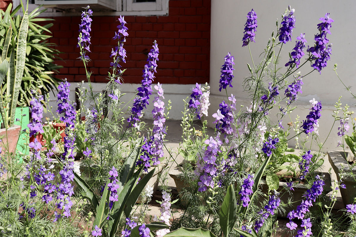 秋天与鼠尾草共度时光，感受独特的魅力