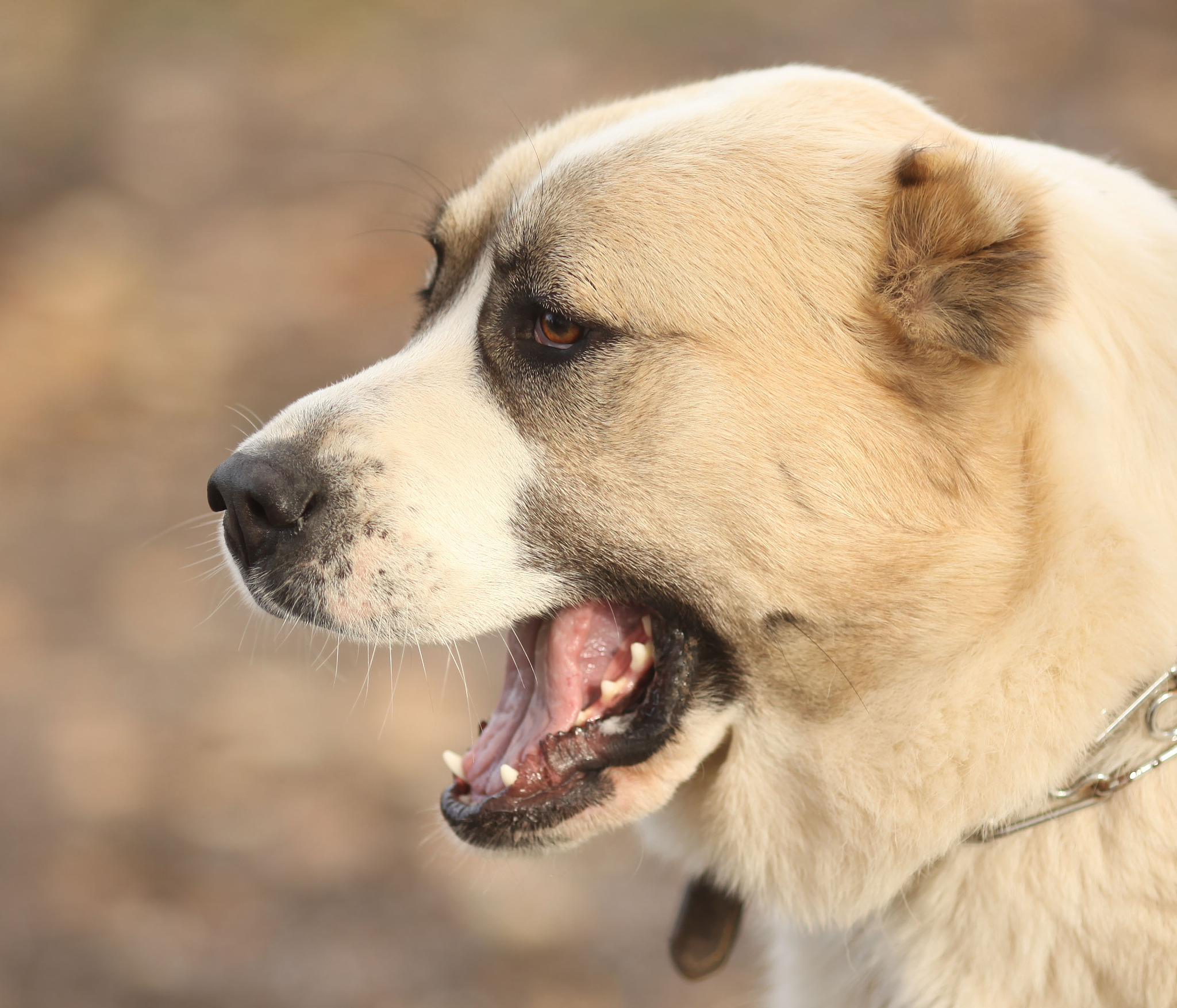 用500字分析宠物犬的恐惧心理