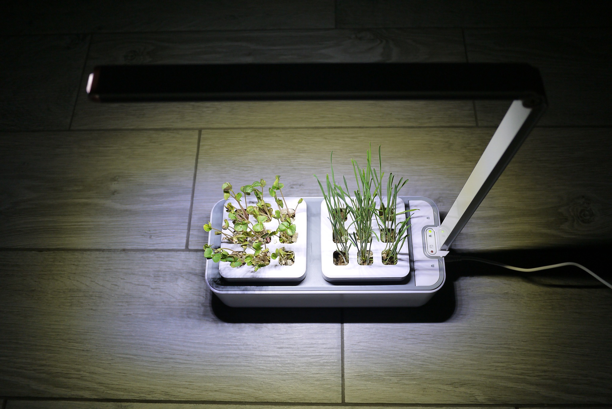 种子催芽：层积催芽和渗透调节的作用及选择