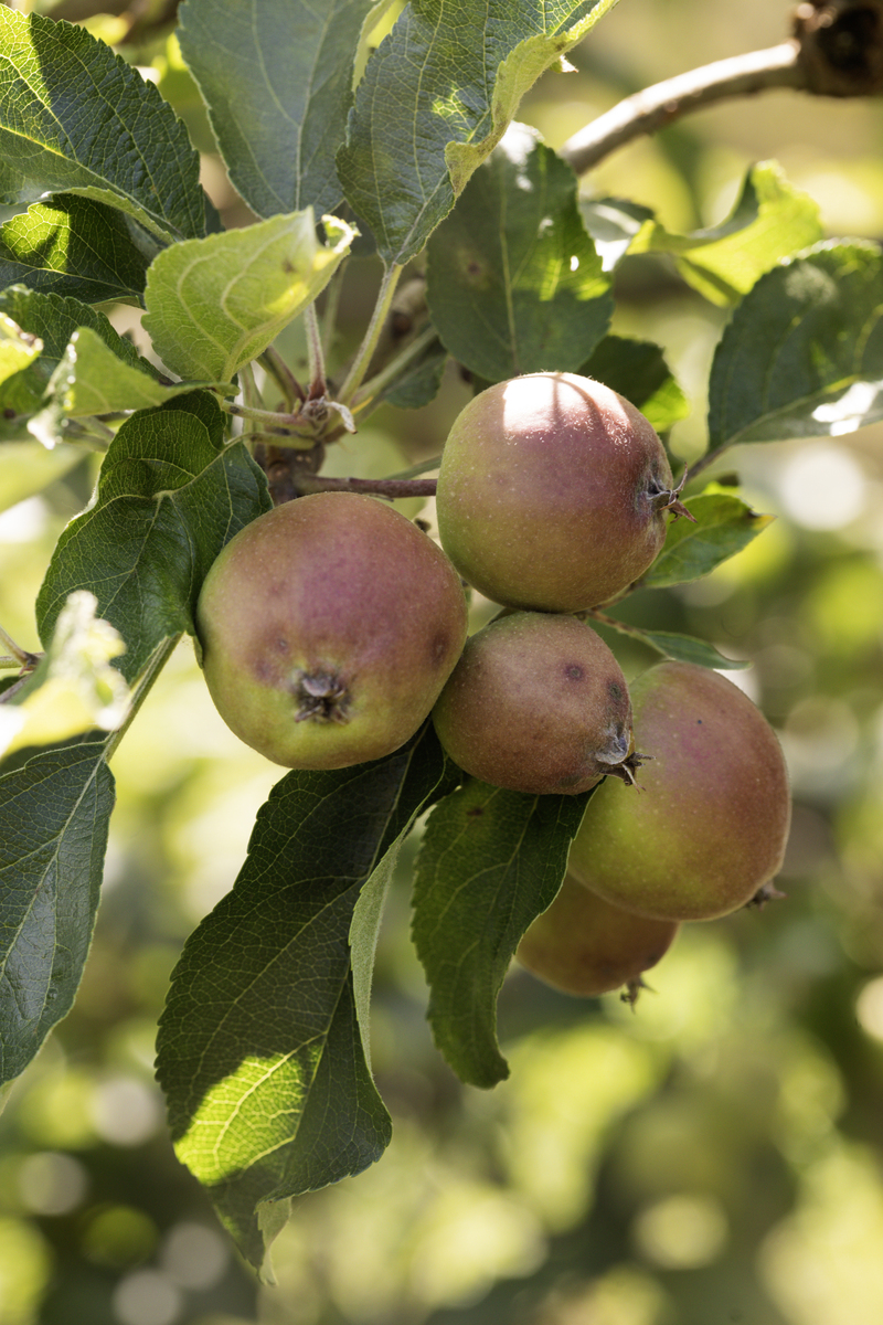 梨是不是苹果 苹果树上的梨