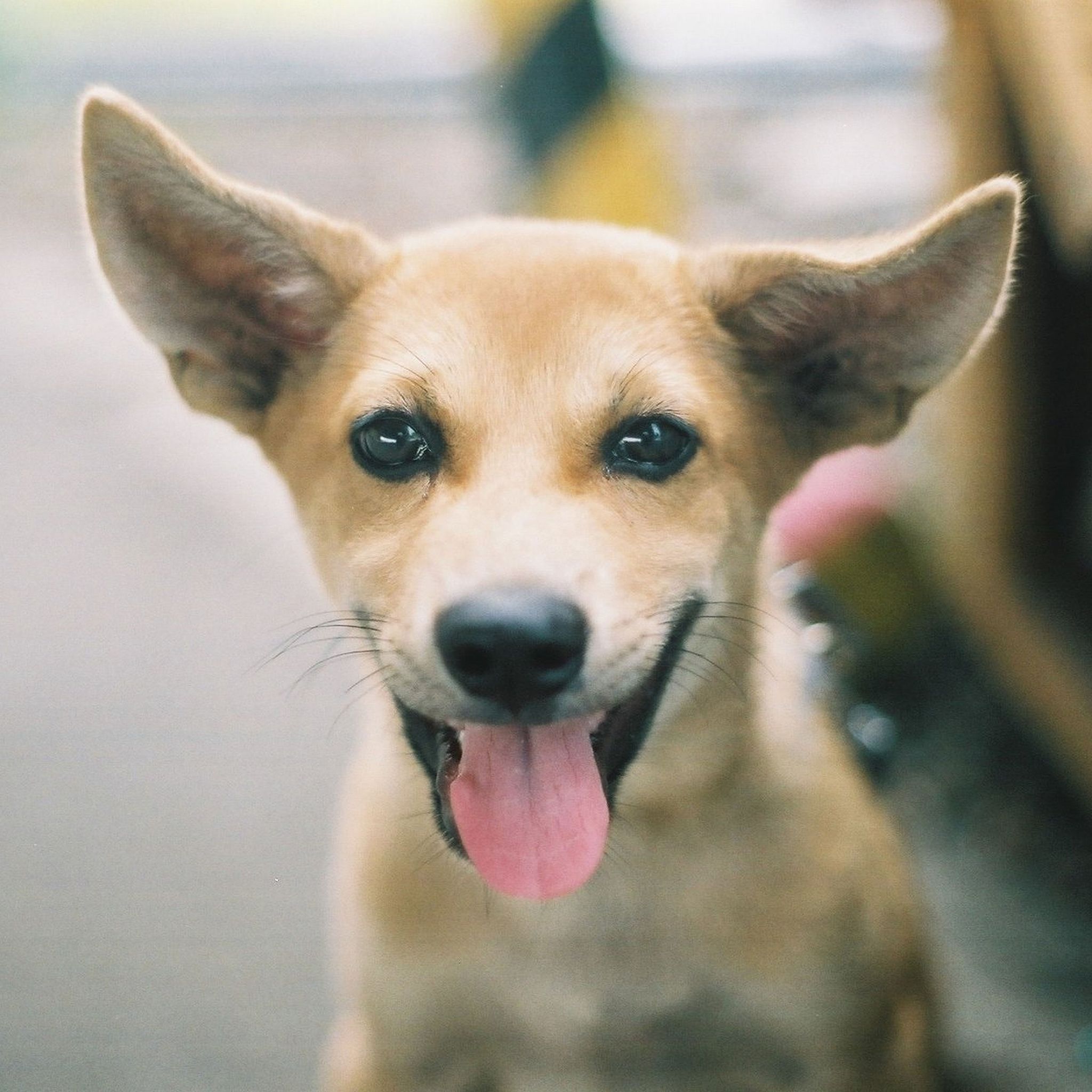 抖音爆款视频！拍摄狗狗的秘诀都在这里！