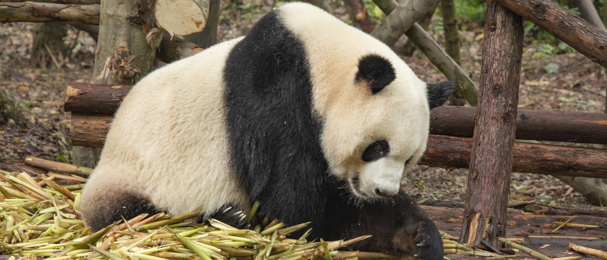 大熊猫文化：中国国宝的象征与影响