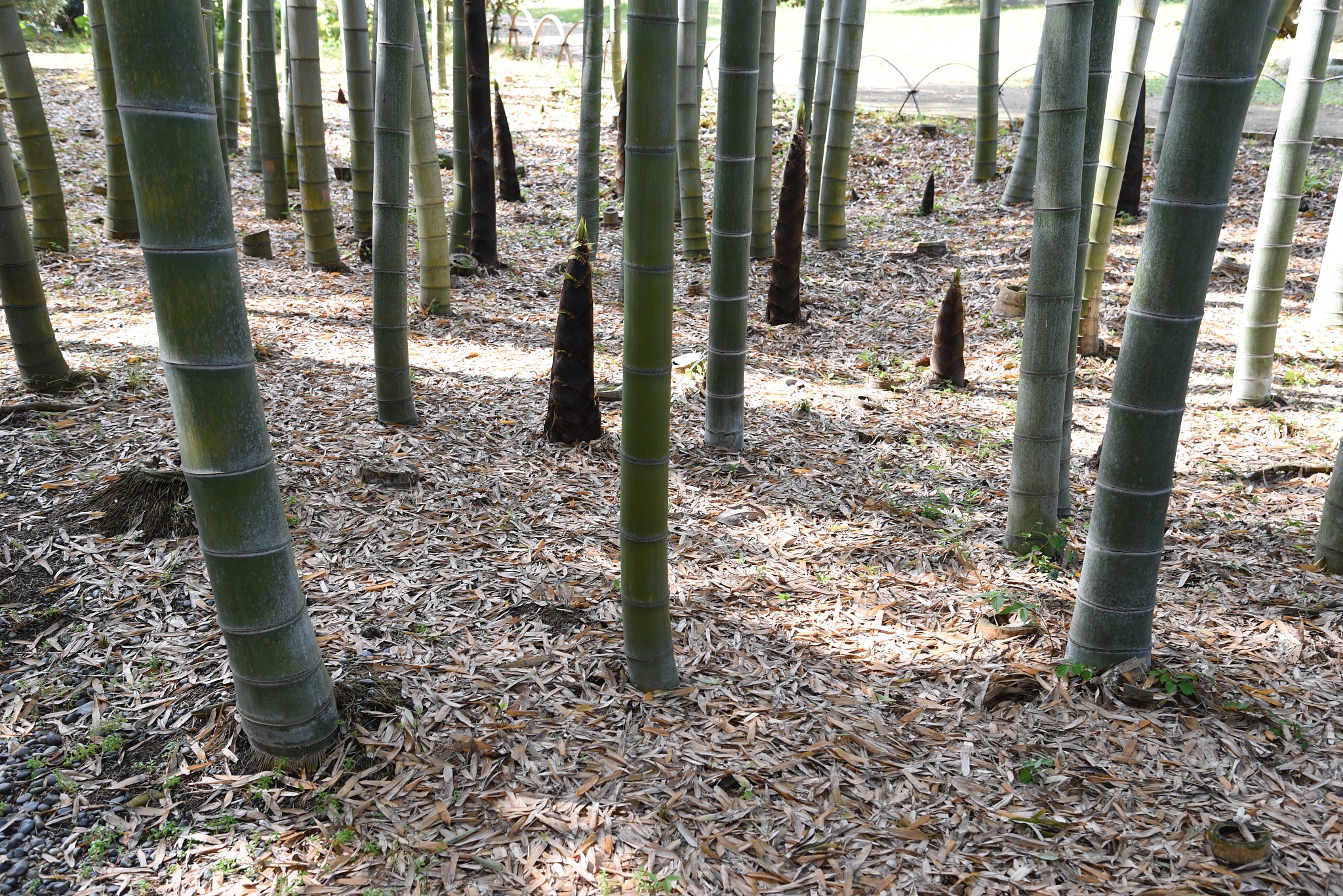 bamboo shoots