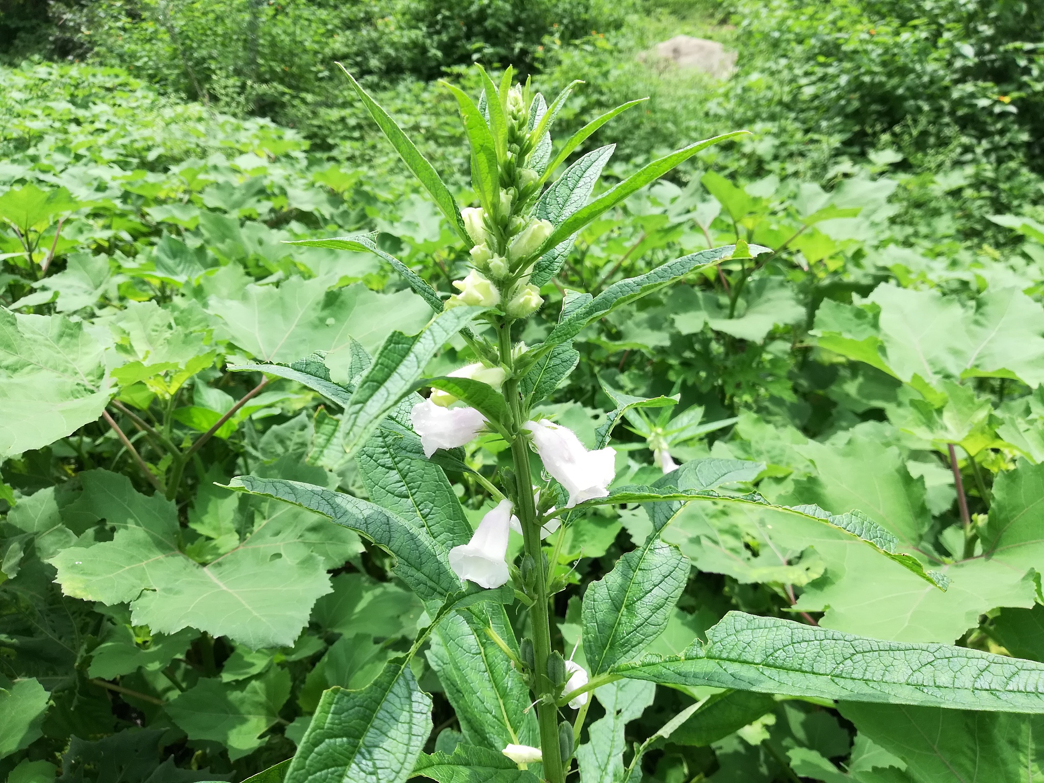 sesamum indicum, semsem, gingelly, semen sesami, sesamum orienta