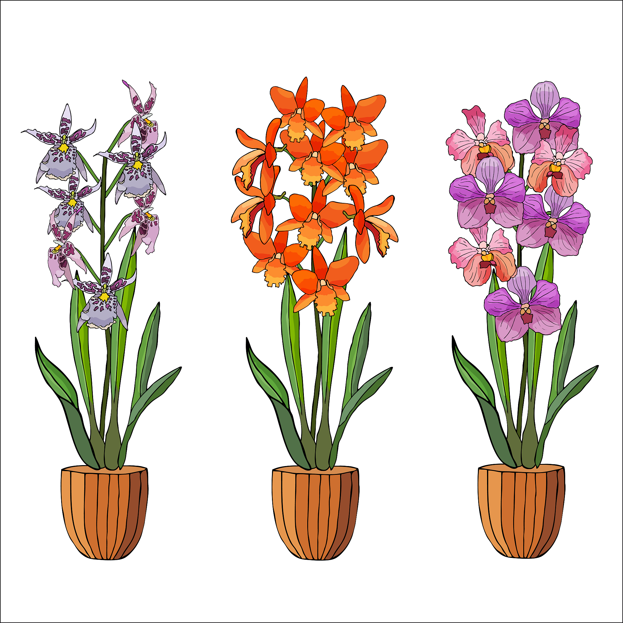 hand drawn set of orchids in flower pots.