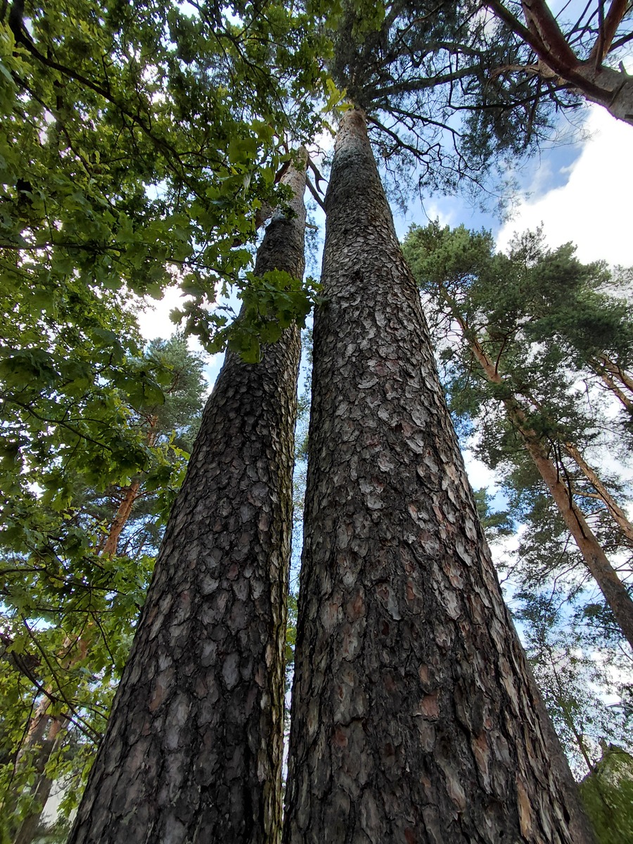 花旗松素的稳定性如何？