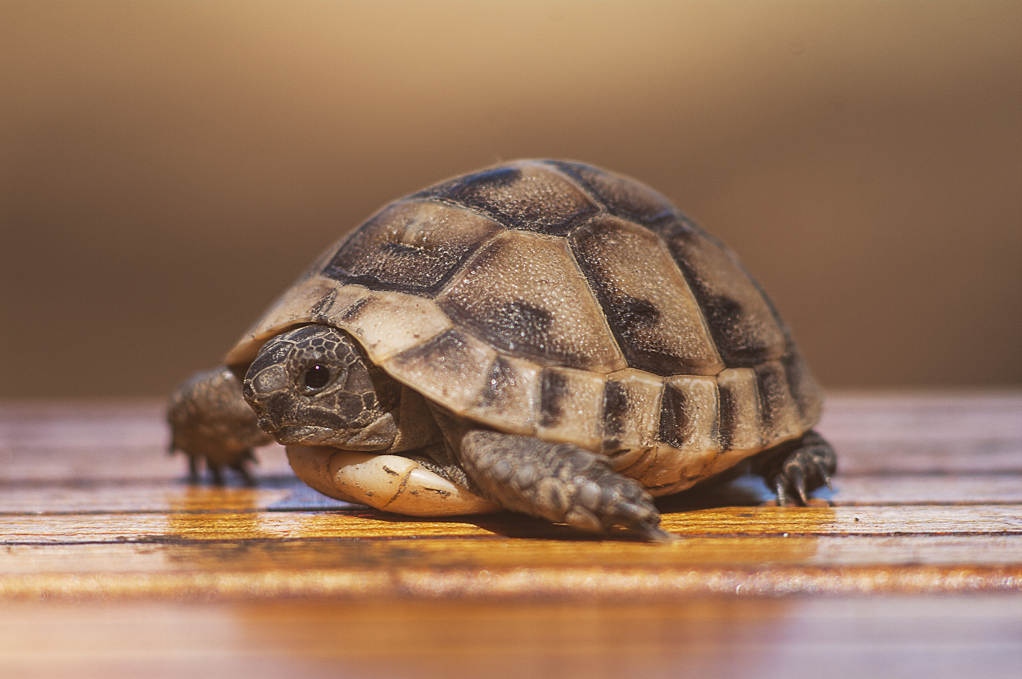 turtle