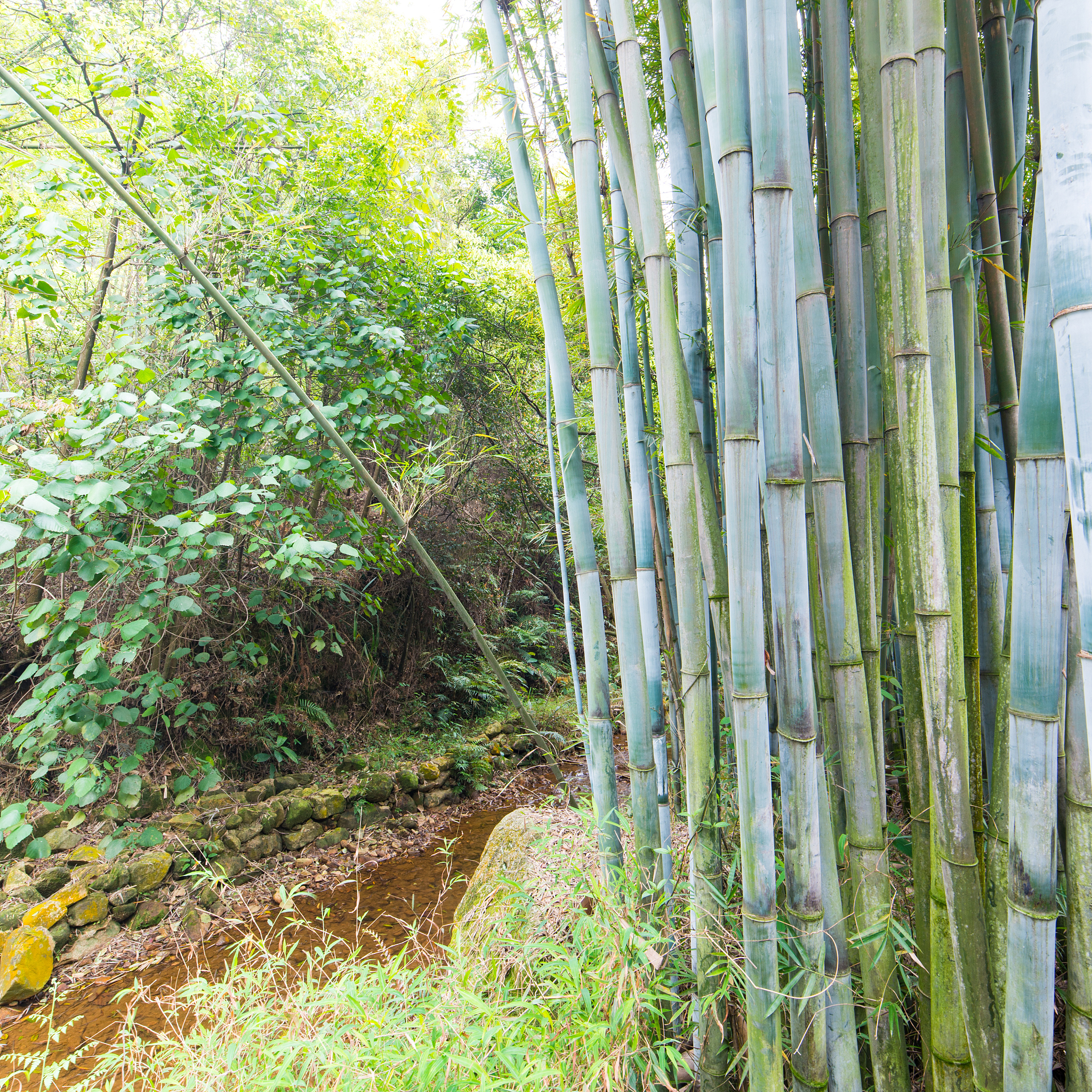 bamboo forest