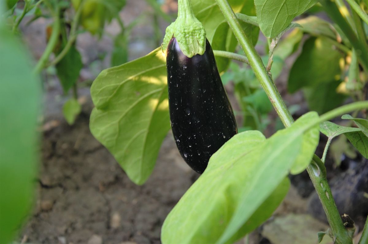 黑线茄适合内蒙吗