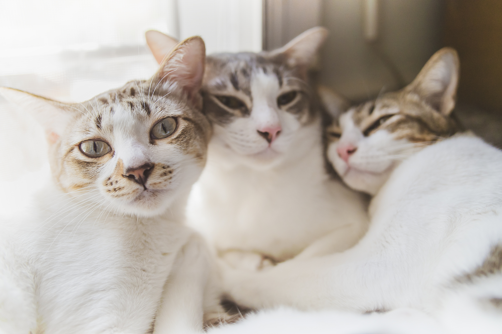 猫咪的甜蜜回应：'喜欢喵，最喜欢主人了喵~'