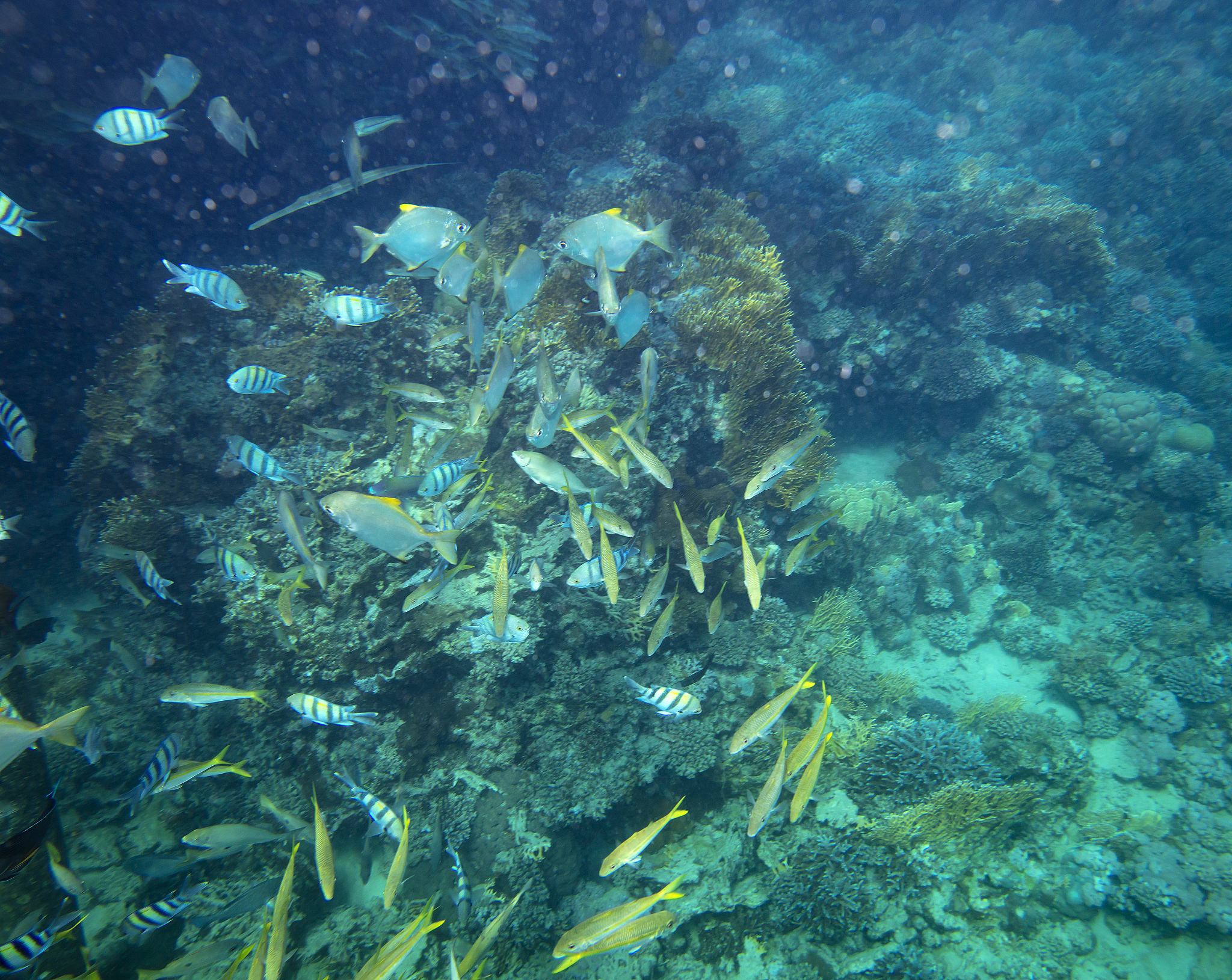 珊瑚礁视角下的环境变化故事3000字