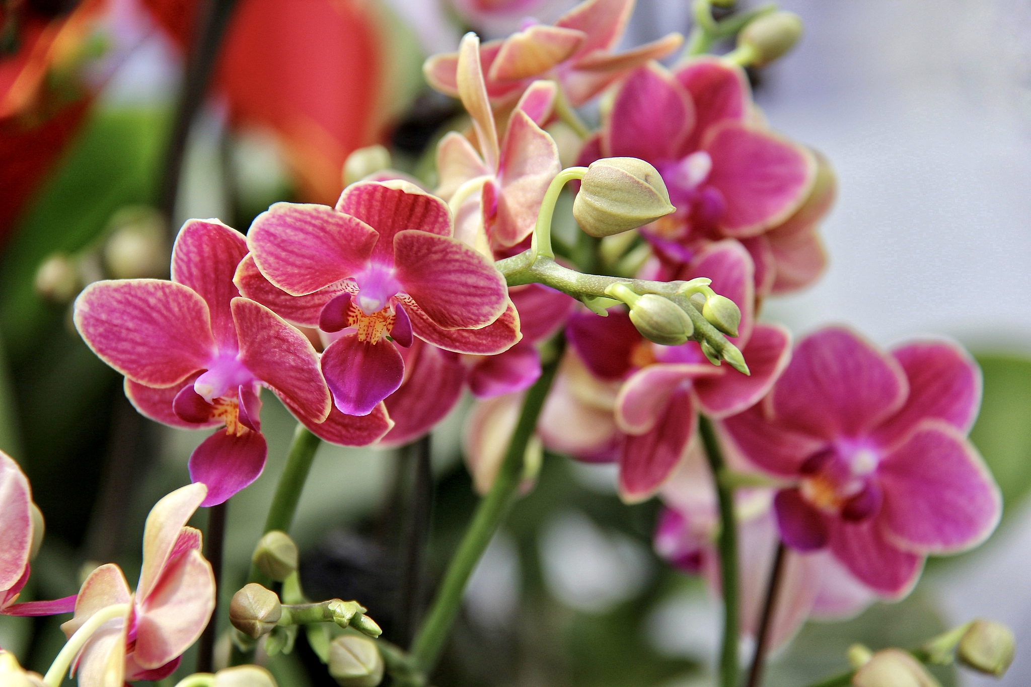 蝴蝶兰如何种植