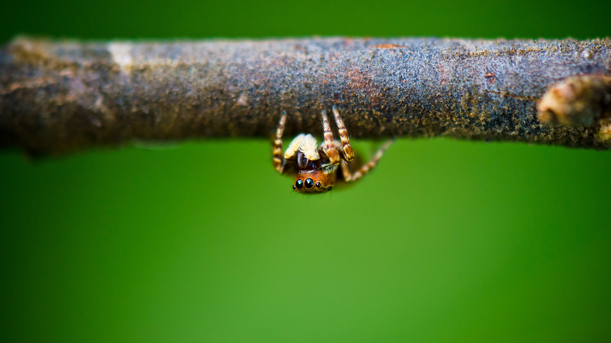 jumping spider
