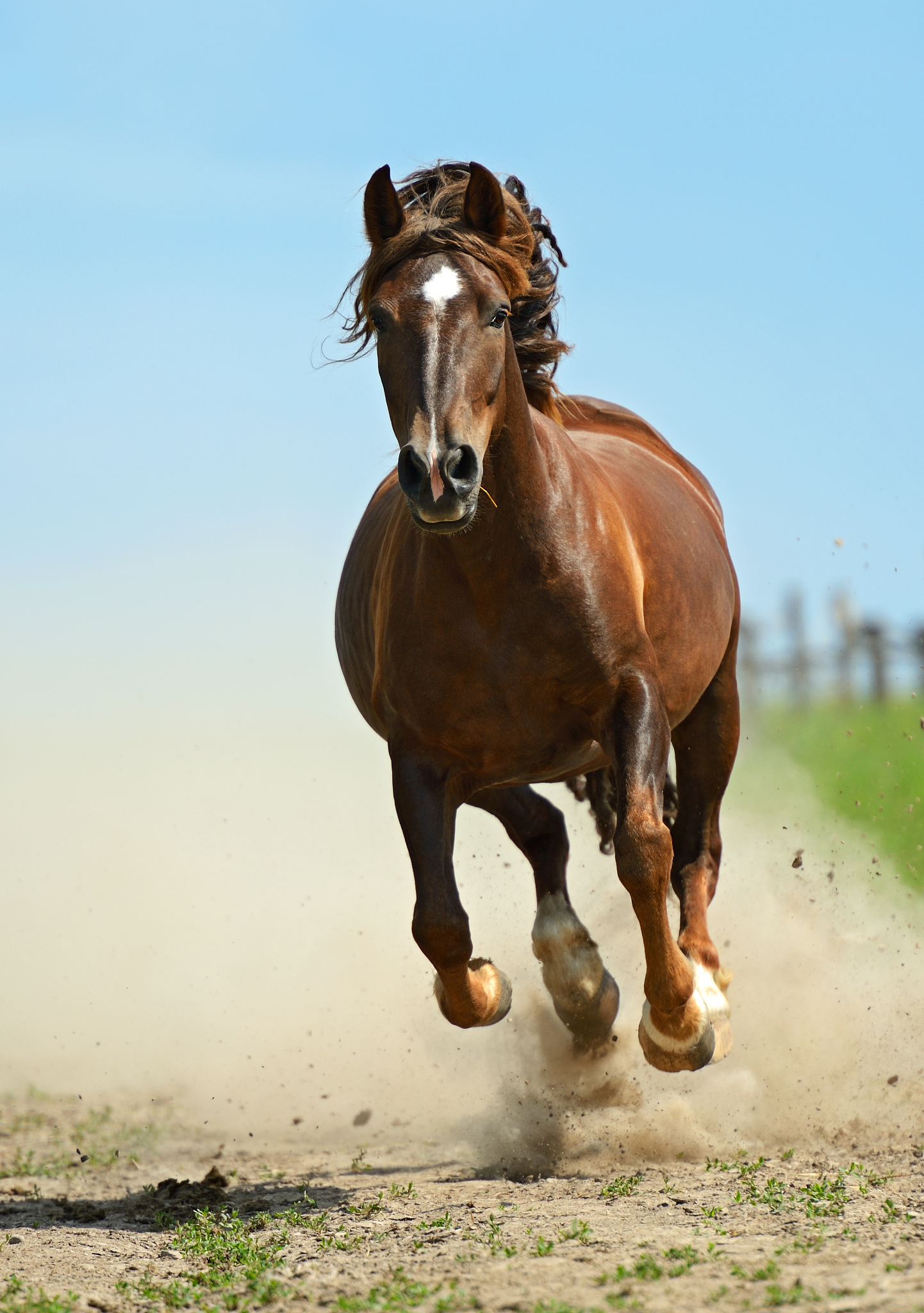 horse