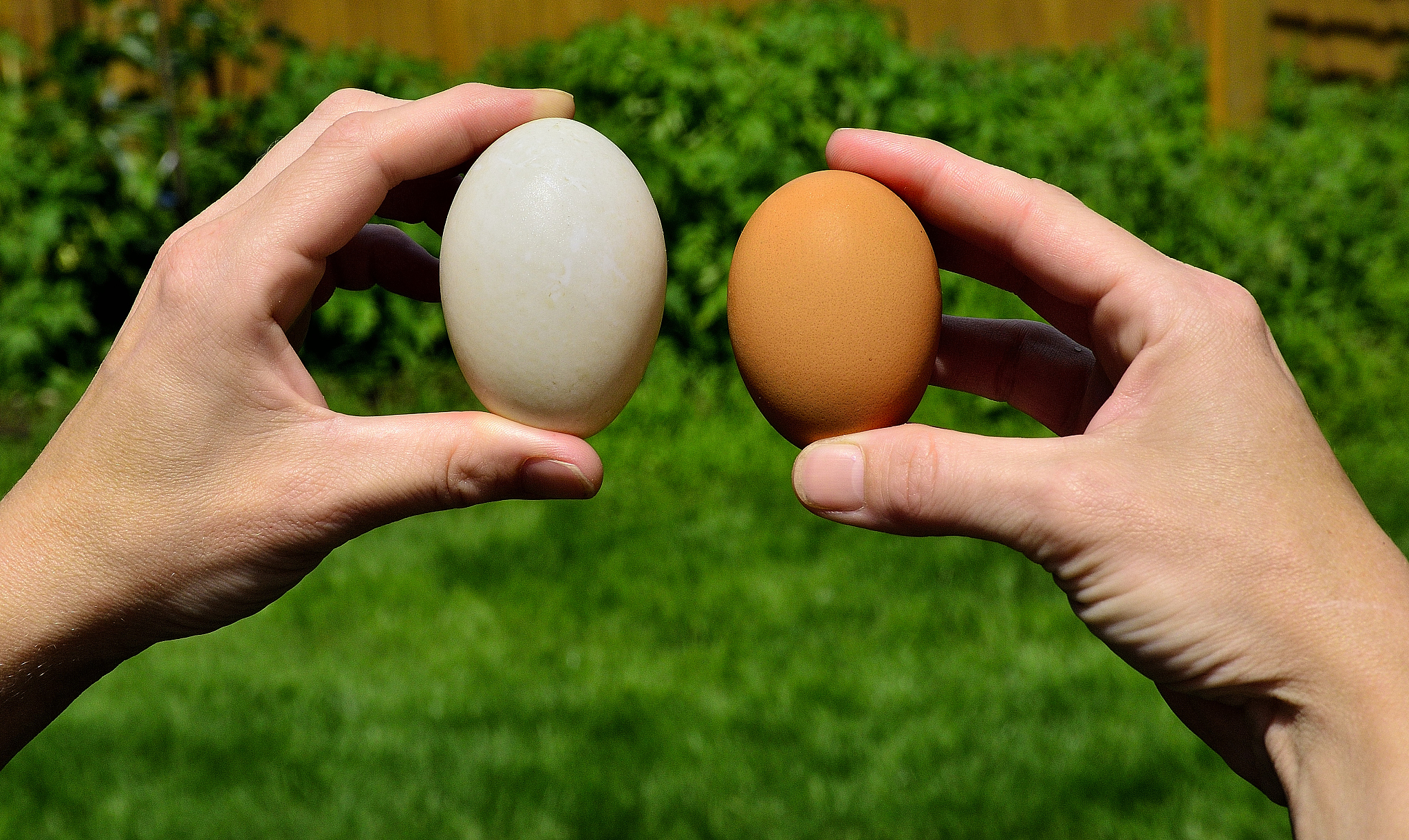 鸭蛋和哪些蔬菜相克？300字详解搭配禁忌