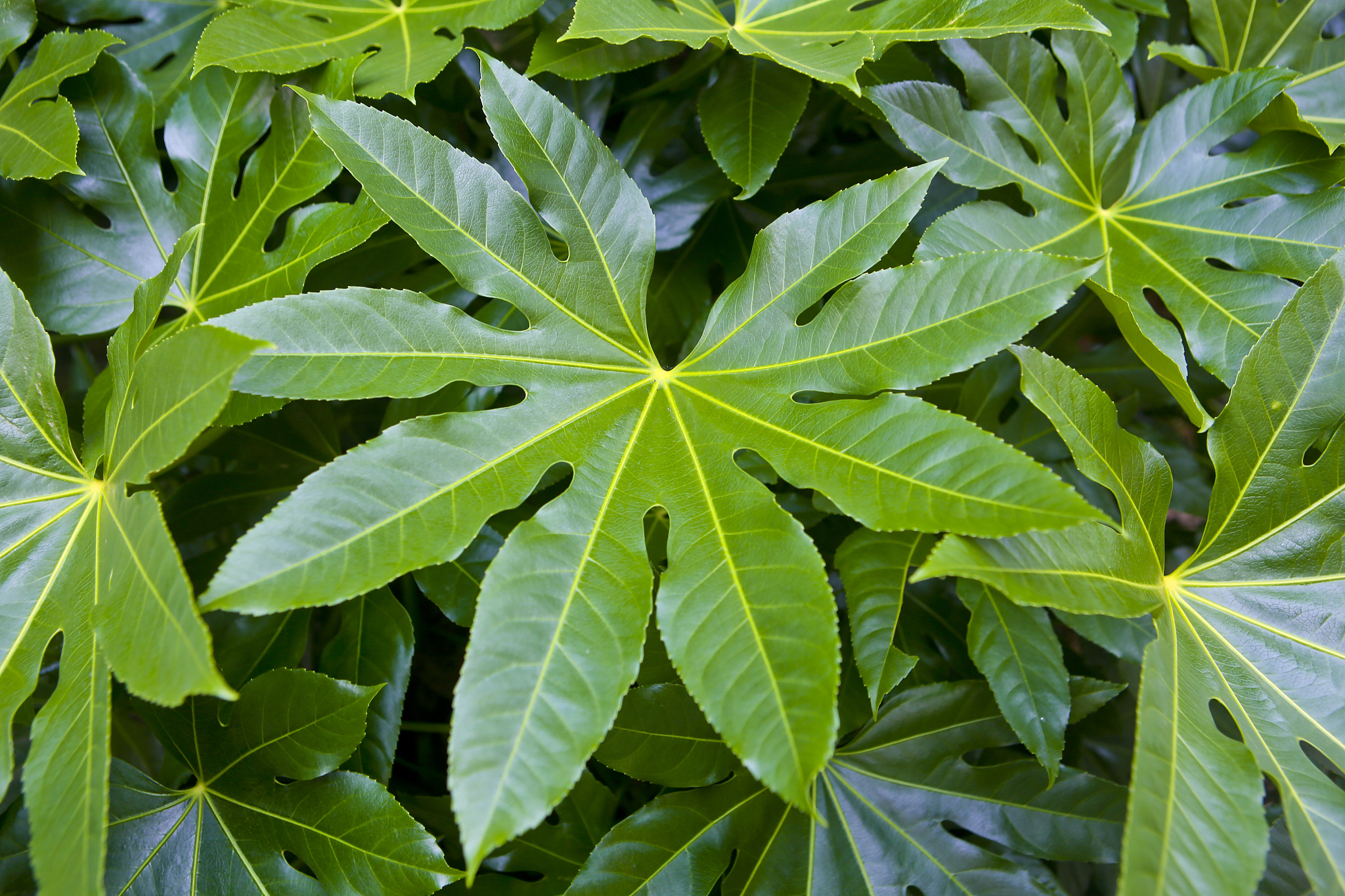 leaves of japanese aralia