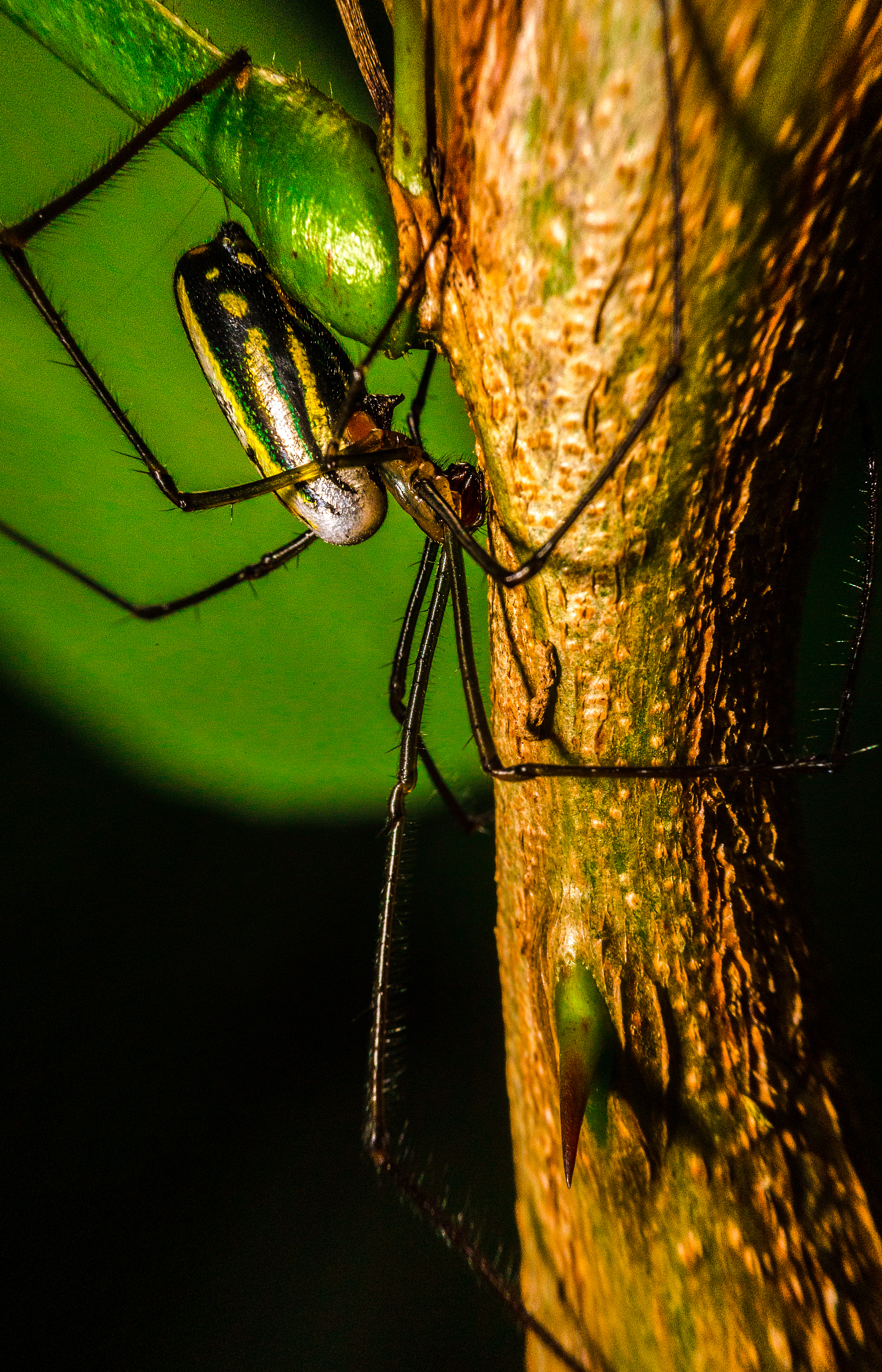 《昆虫保护与多样性》(Insect Conservation and Diversity) 期刊: 推动昆虫研究与保护