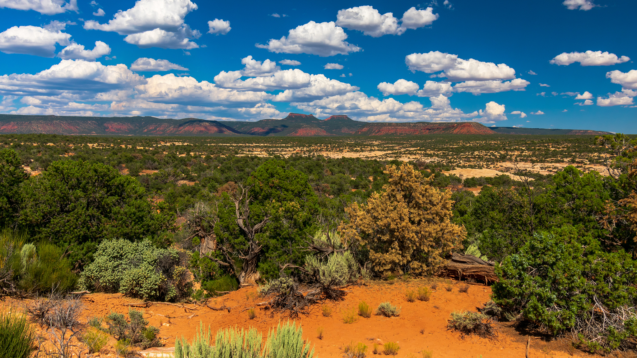bears ears as seen from natural bridges national monument, utah
