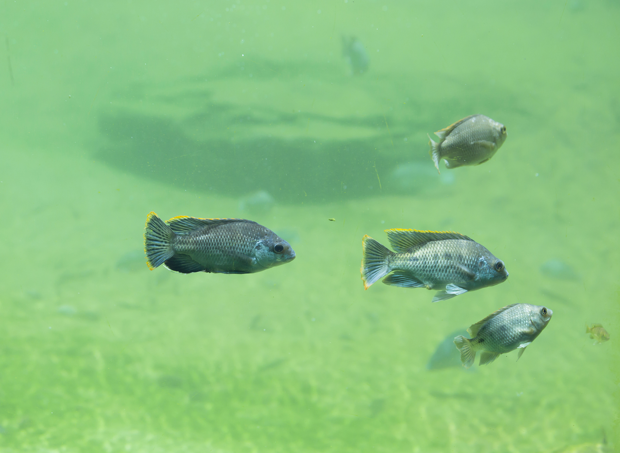 🌿🥬 海蛞蝓叶羊：会光合作用的动物？！萌化你的海洋小绵羊！🐑🌊