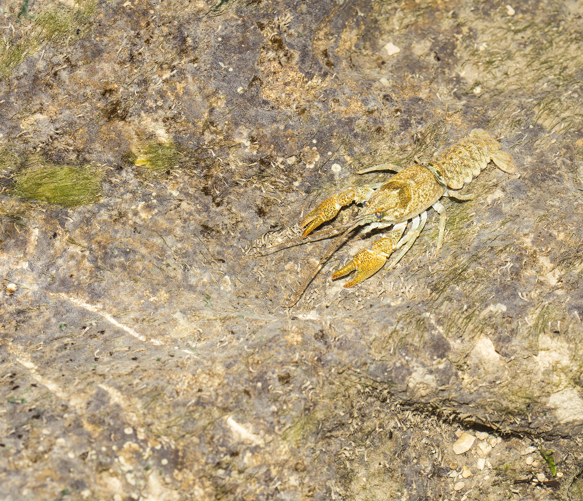 龙虾能吃吗？破解关于龙虾的谣言