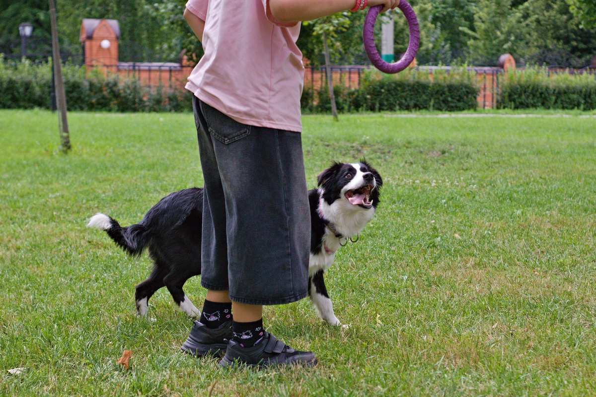 小狗不听话怎么办？试试这5个训练技巧