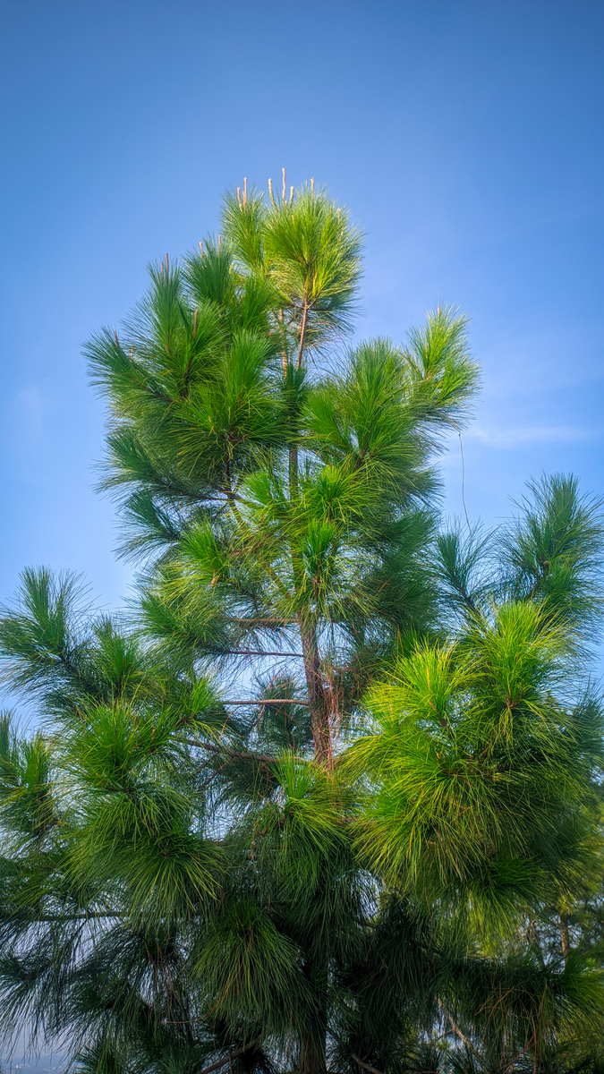 四季常青的树有哪些