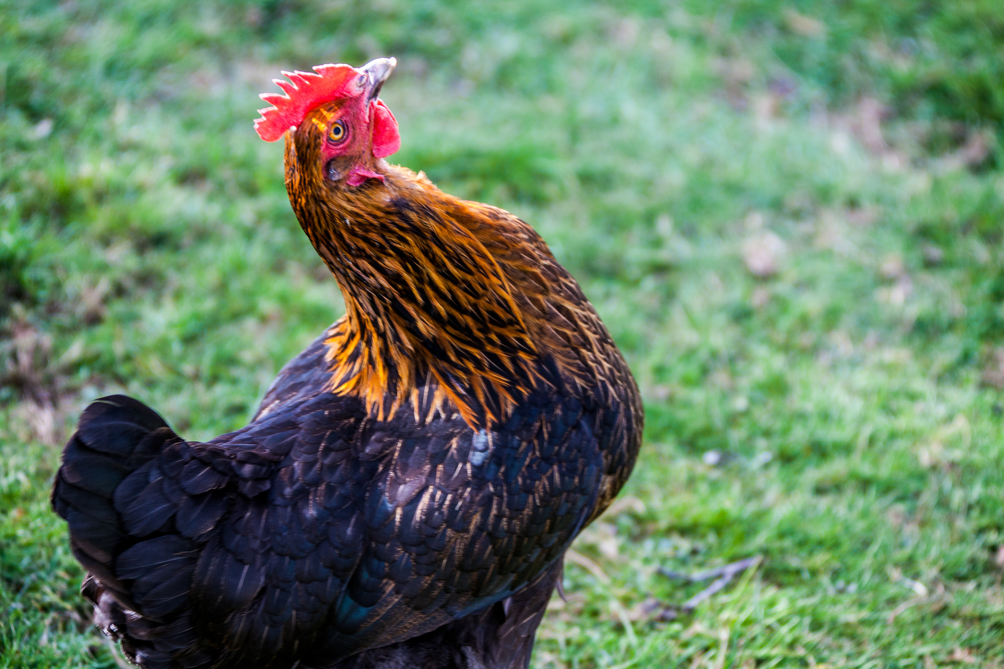chicken