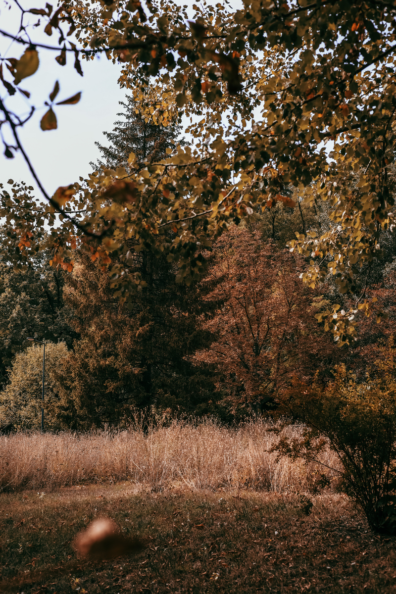 独立寒秋中的独