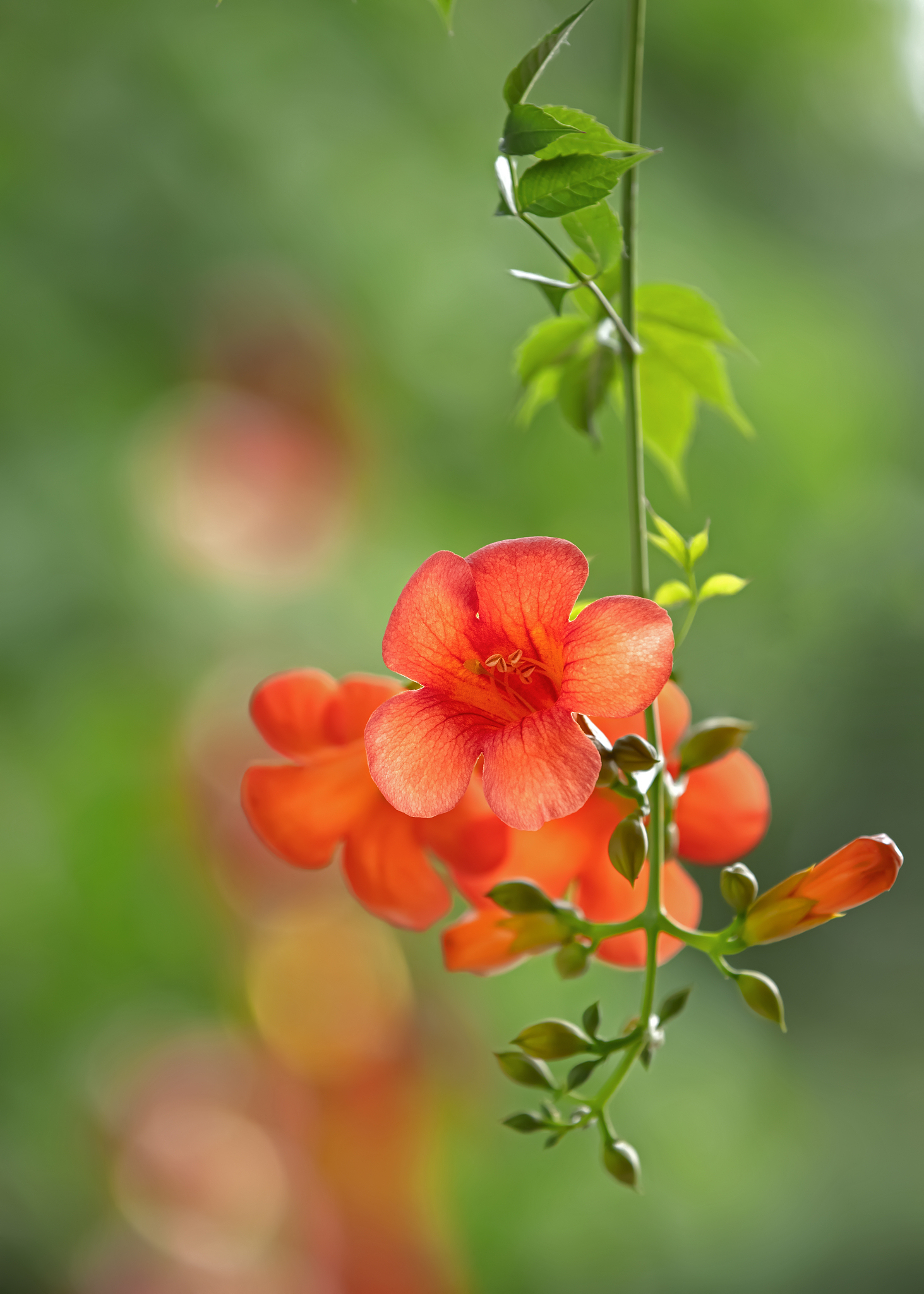 凌霄古诗赏析：包含'凌霄'意境的诗歌