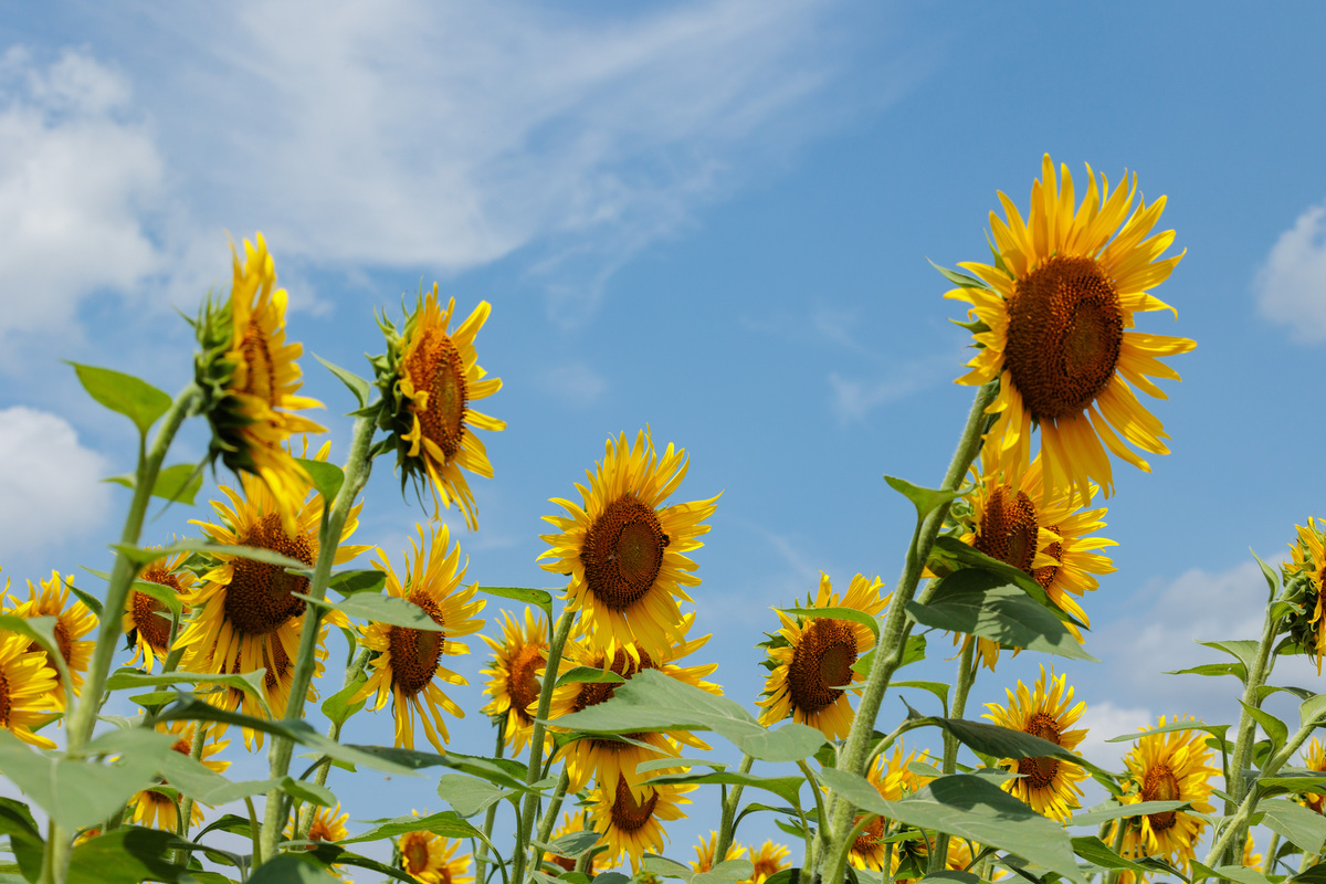 Sunflower Rich
