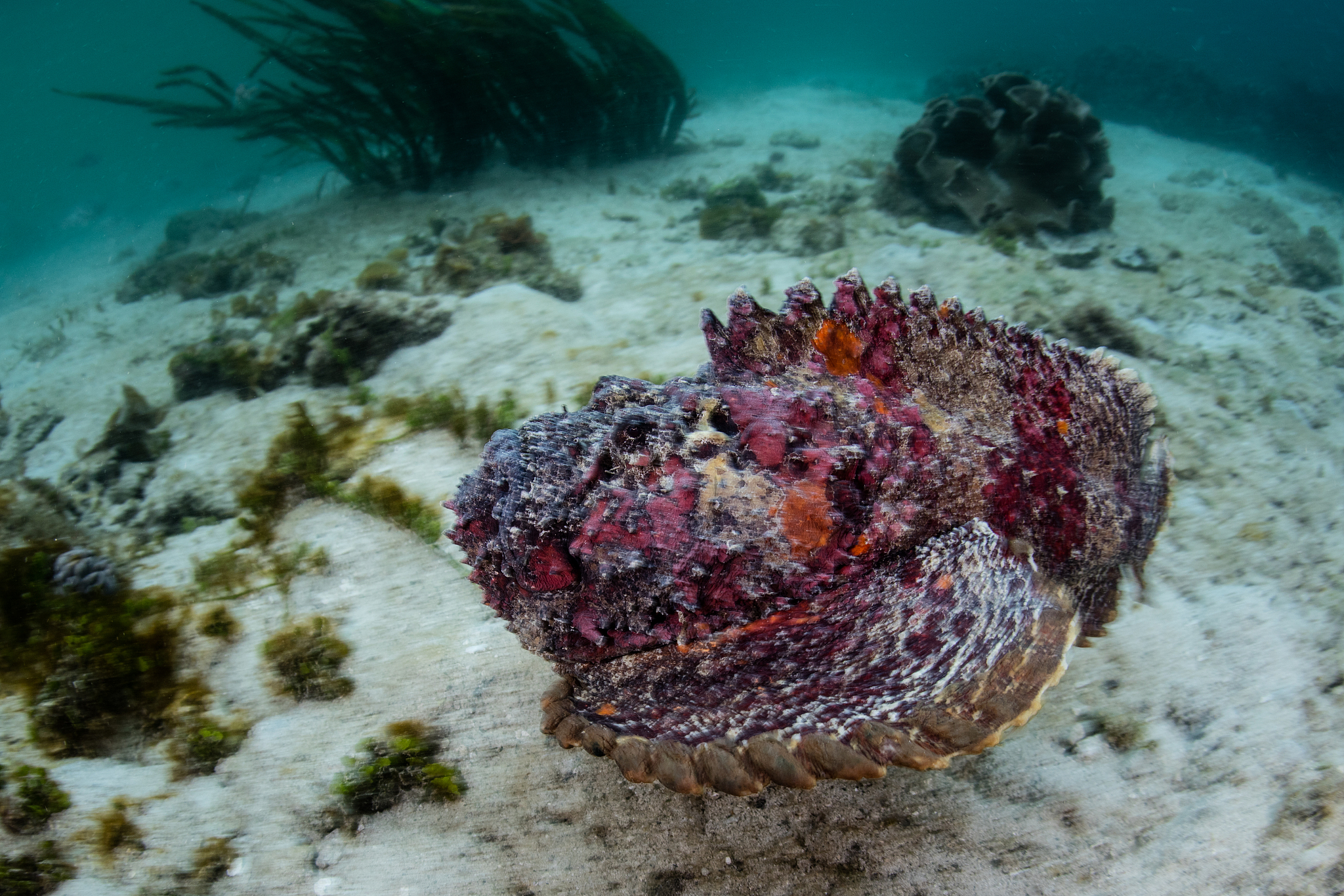stonefish swimming over sand
