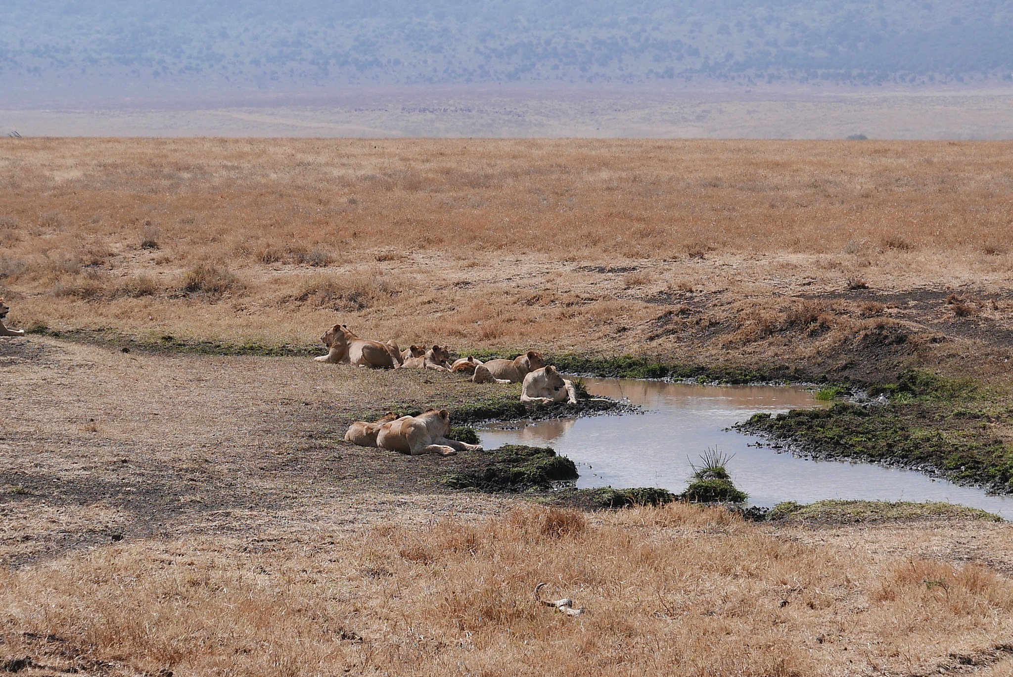 lion herd