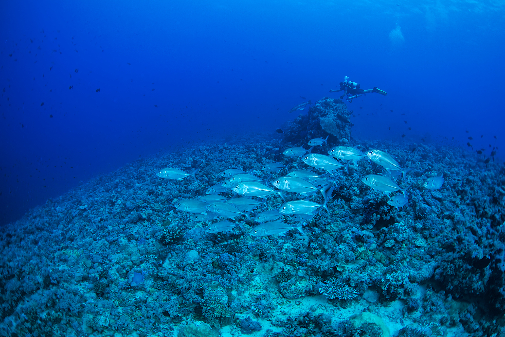 bigeye trevally-caranx sexfasciatus