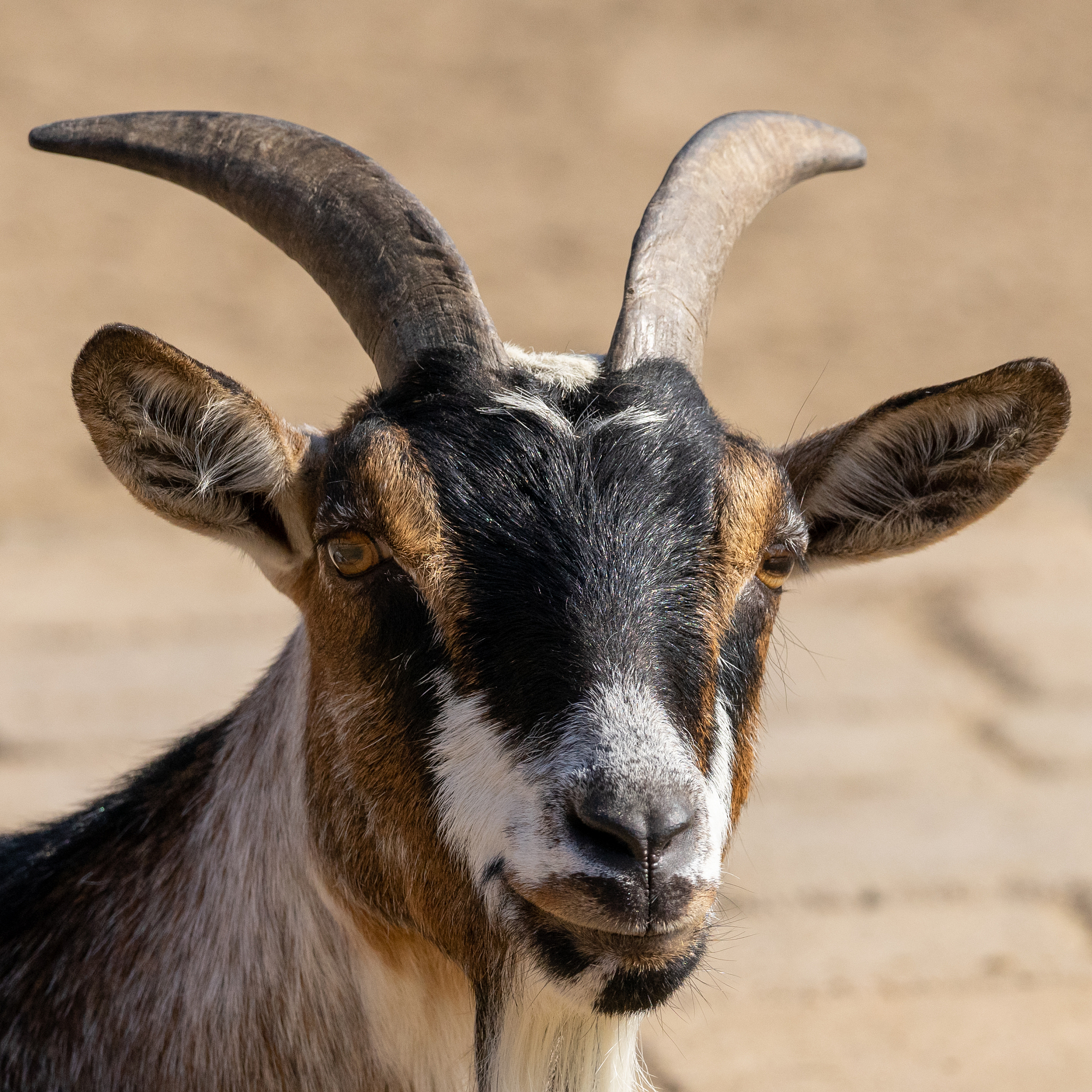 吉林大学的动物科学专业前景有哪些