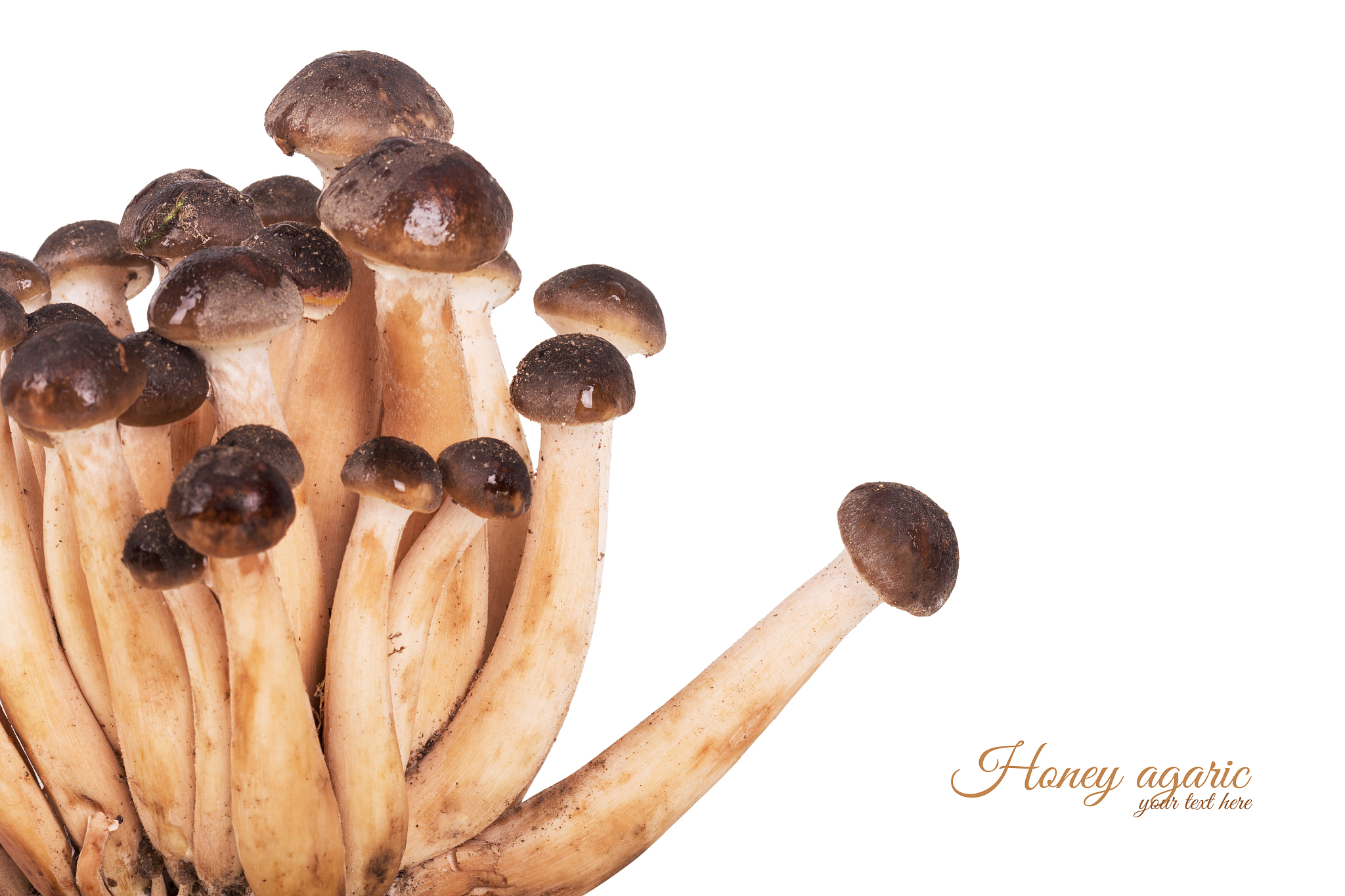 隔夜炒野生菌还能吃吗？专家告诉你安全食用指南！