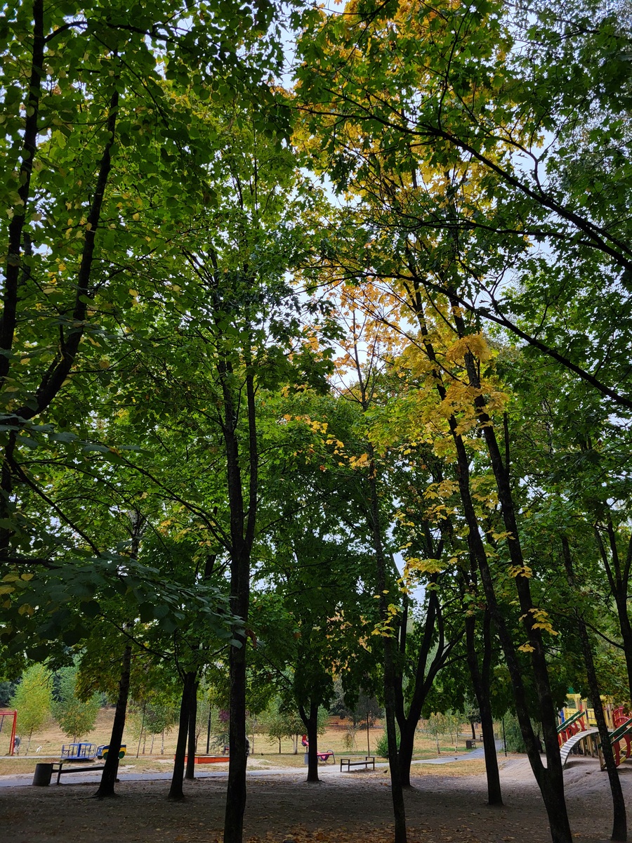 水梧桐：常见大型落叶乔木，城市绿化优选