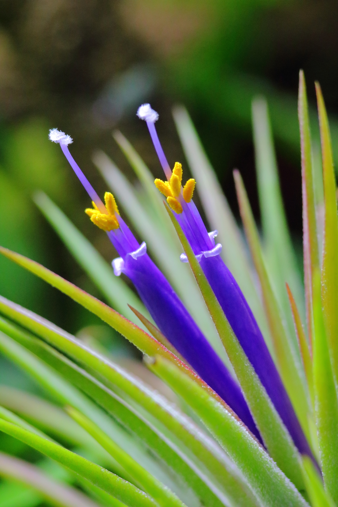 close-up of purple flowering plant