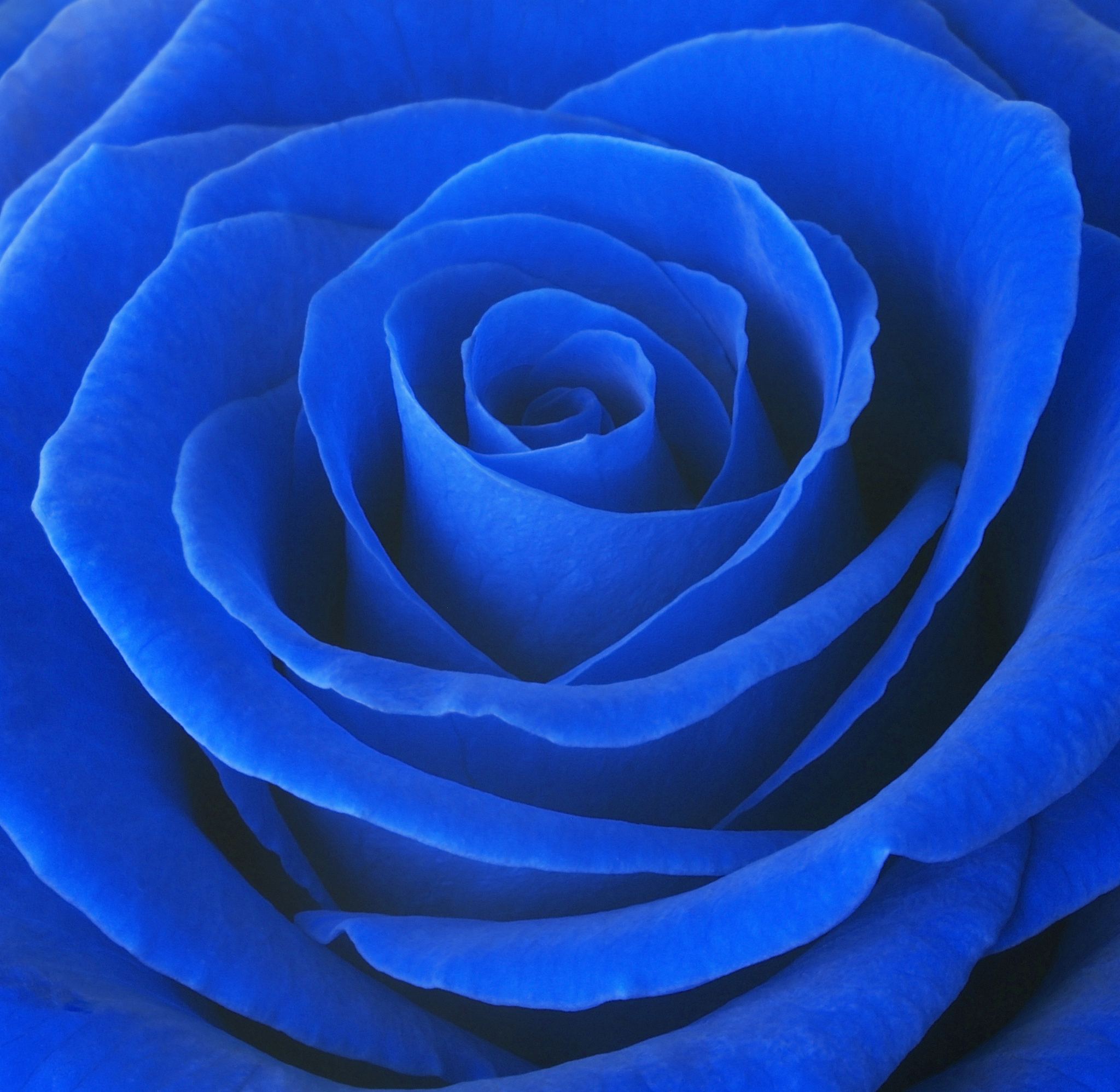 蓝色妖姬月季花：真实存在的花卉品种