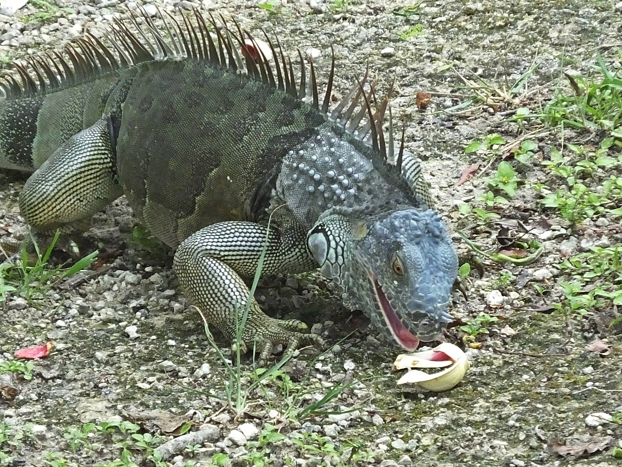 海南特有动物大全 - 探索海南岛的独特生物