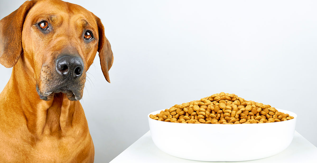 刚生下来的小狗吃什么