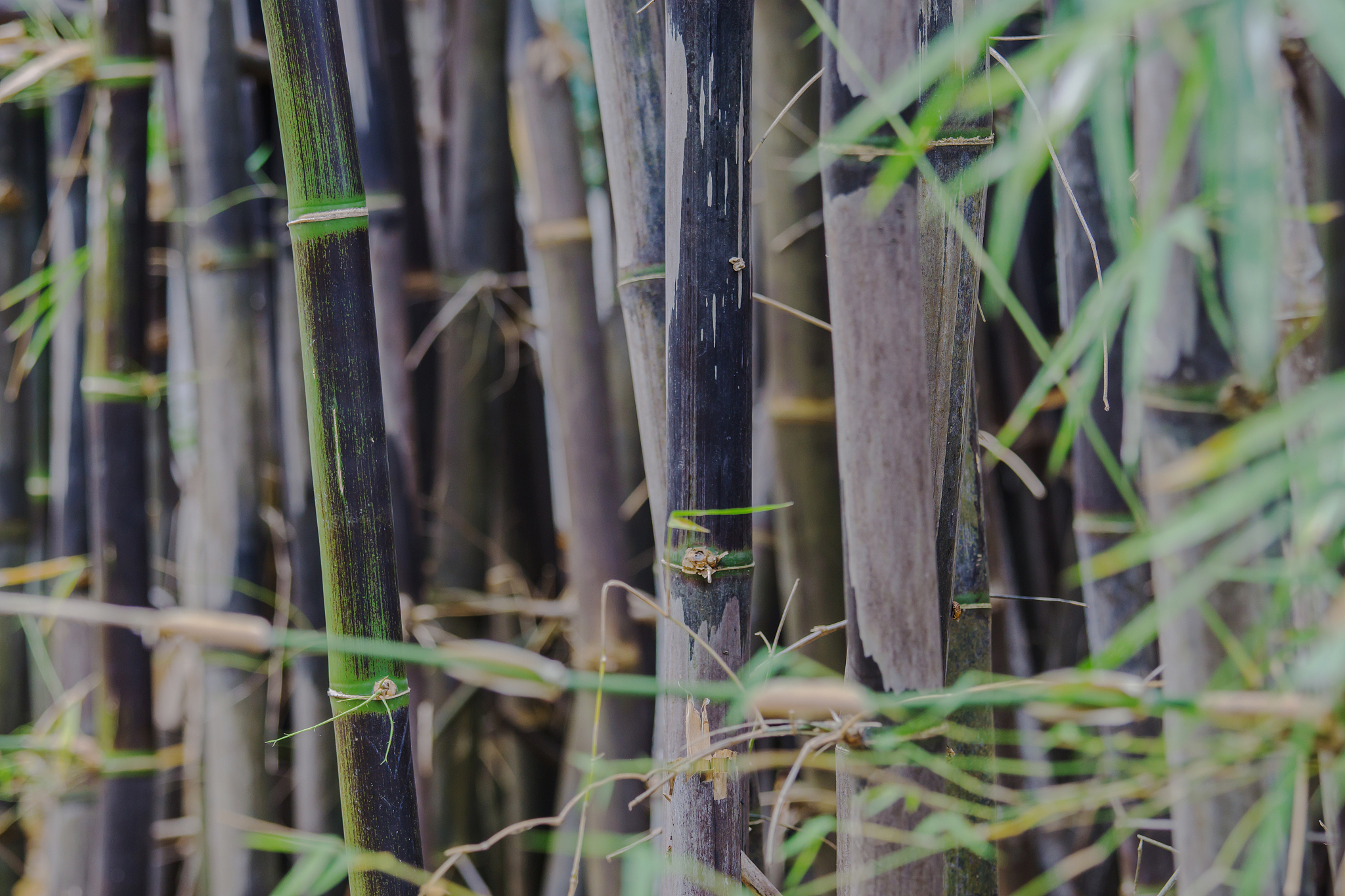 back bamboo, bamboo species that are rare.