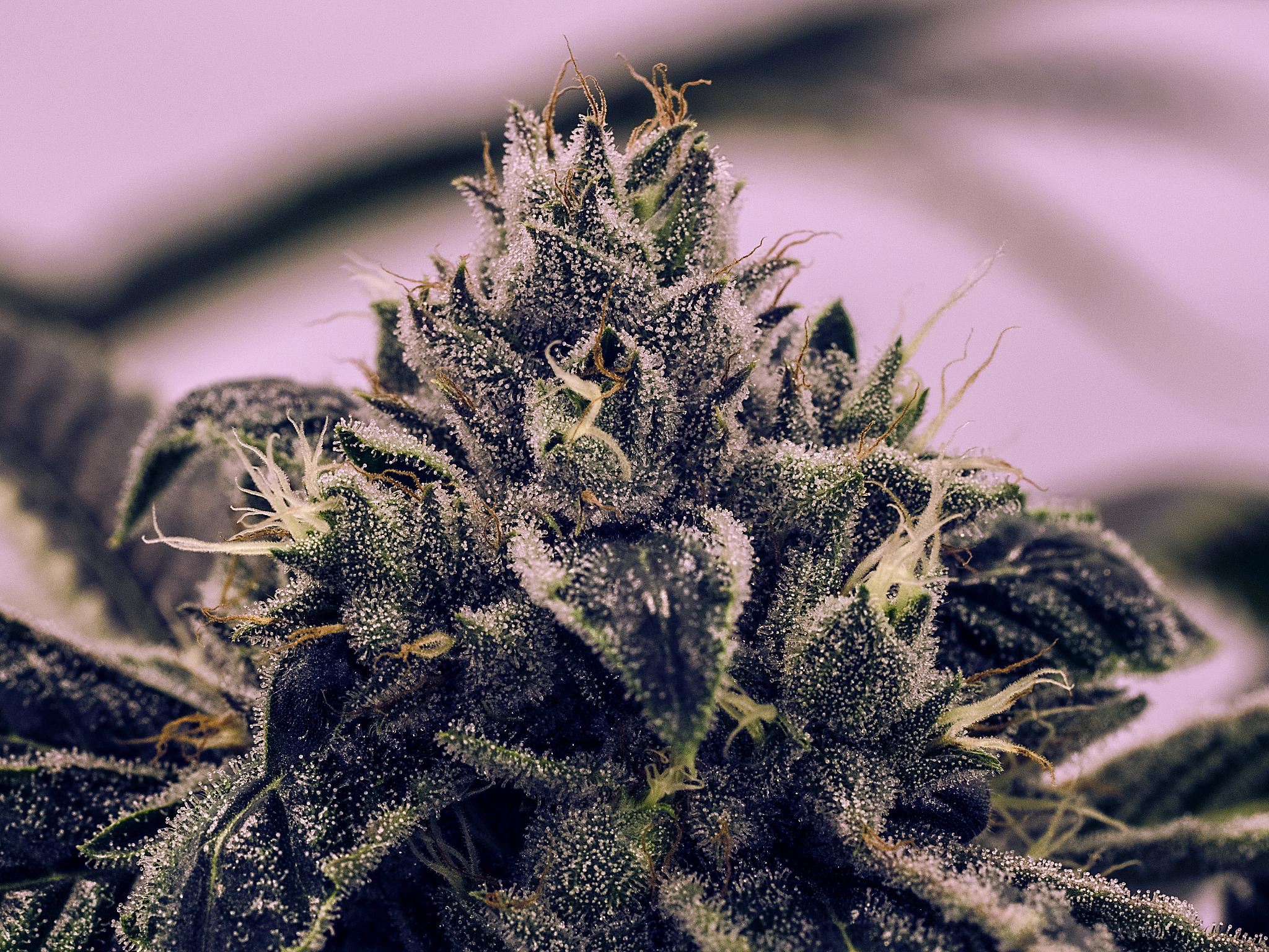 live plant cannabis bud shot