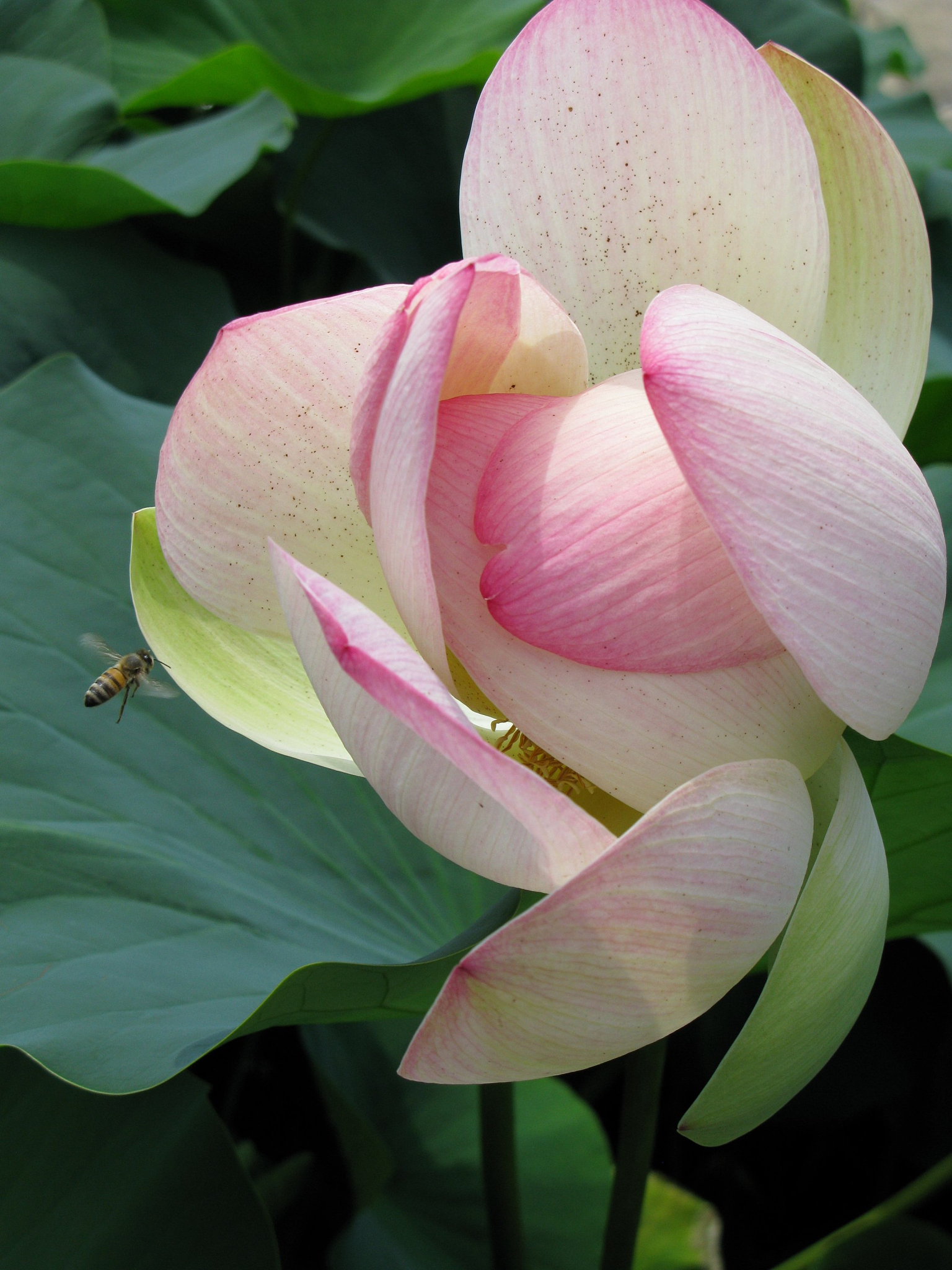 lotusblüte