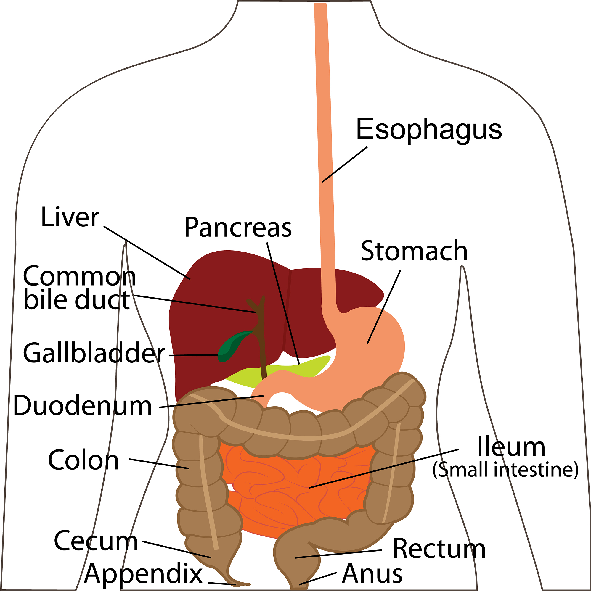 消化道毗邻器官：胆囊、脾脏、胰腺等