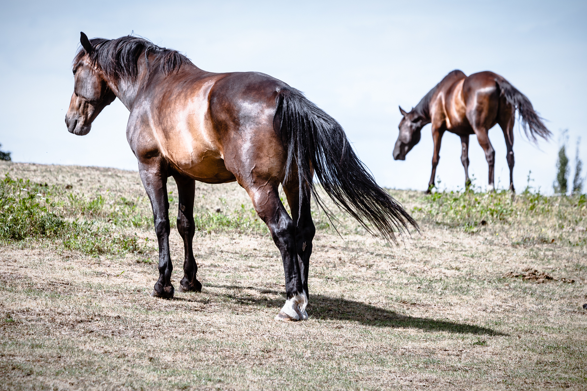 two brown wild horses on meadow field